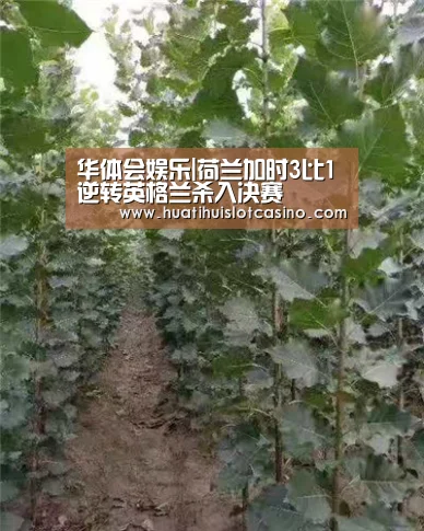 华体会娱乐|荷兰加时3比1逆转英格兰杀入决赛(图1) 华体会娱乐